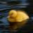 big_baby_duck